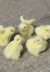 Peluche Poussin